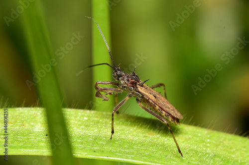 Assassin bug or Sycanus collaris classified as medium to large insects, sucking the liquid in other insects as food.