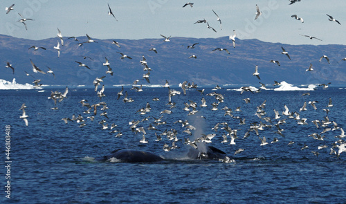 The back of a whale out of the water and the water thrown by its bellows bother the fish birds around it, Ilulissat Icefjord, Illulissat, Greenland