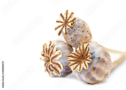 Dried opium poppy pods  macro. Also known as Papaver somniferum. Stunning group of blue and brown seed pods used harvest seeds for planting  cooking or medicinal. Isolated on white. Selective focus.