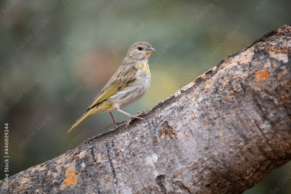 Canario da terra, Sicalis Flaveola. The canary of the land Scalis flaveola, is also known as the canary-of-the-garden Canario da terra, Sicalis Flaveola. The canary of the land Scalis flaveola, is also known as the canary-of-the-garden