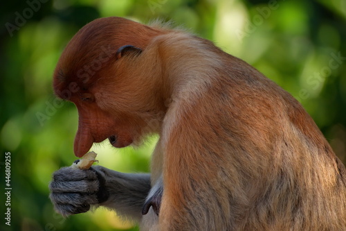 Malaysia. The long-nosed monkey or kahau — a species of primates from the subfamily of thin-bodied monkeys in the family of monkeys. Distributed exclusively on the island of Borneo