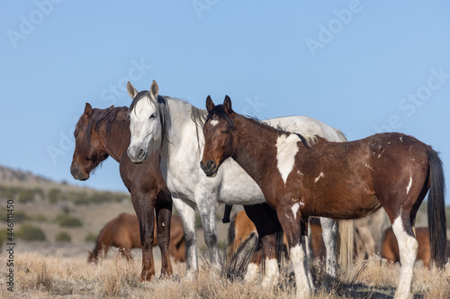 Beautiful Wild Horses in Utah in Springtime