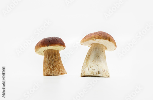 Beautiful fresh porcini mushrooms on white background isolated season healthy food 