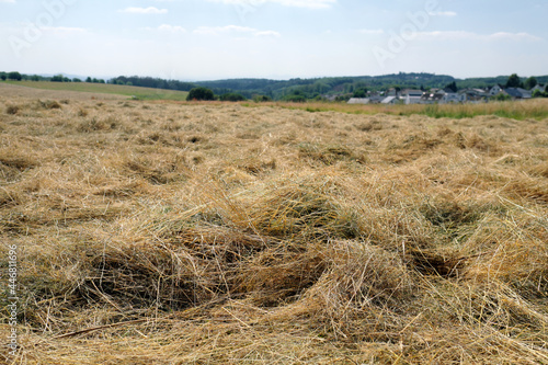 Geschnittenes und gewendetes Heu liegt zum Trocknen auf Heuwiese am Rand von Ortschaft - Stockfoto