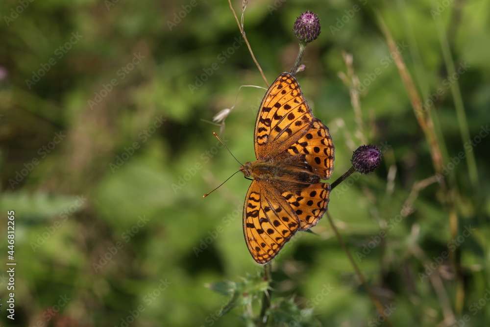 Beautiful close-up of a silver-washed fritillary butterfly sitting on a flower Beautiful close-up of a silver-washed fritillary butterfly sitting on a flower