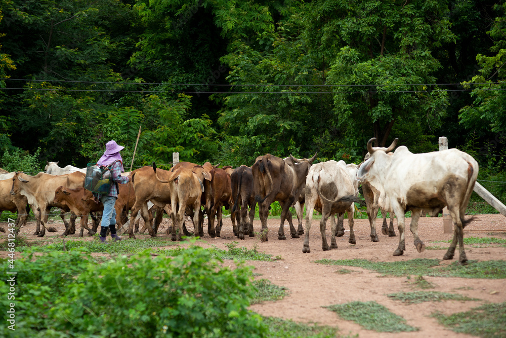 Obraz premium Cattle for meat production in thailand farmers cows in nature