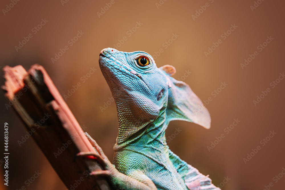 Green basilisk, or Jesus Christ lizard in the zoo terrarium