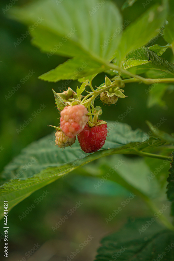 ripe raspberries on a bush in the garden ripe raspberries on a bush in the garden