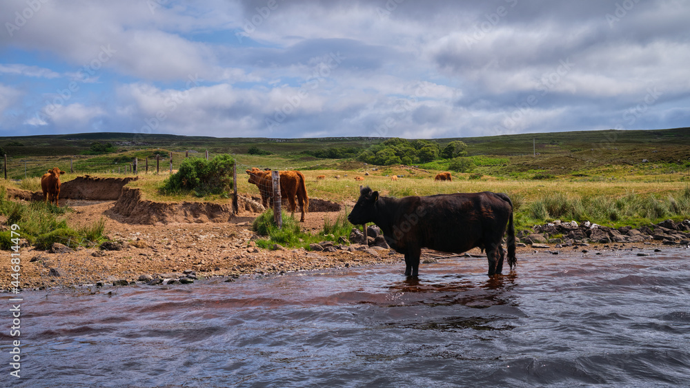 Black cow standing in shallow water on the shores of Loch Brora Black cow standing in shallow water on the shores of Loch Brora