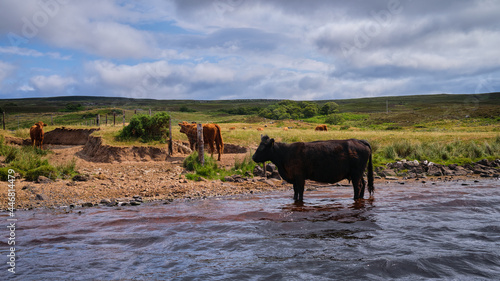 Black cow standing in shallow water on the shores of Loch Brora