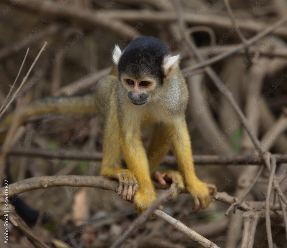 Head on closeup portrait of Golden Squirrel Monkey (Saimiri sciureus) sitting on branch looking at ground, Bolivia. Head on closeup portrait of Golden Squirrel Monkey (Saimiri sciureus) sitting on branch looking at ground, Bolivia.
