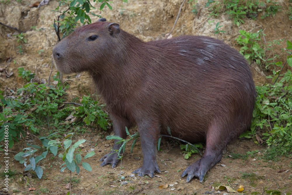 Side on closeup portrait of Capybara (Hydrochoerus hydrochaeris) sitting on riverbank with webbed feet, Bolivia. Side on closeup portrait of Capybara (Hydrochoerus hydrochaeris) sitting on riverbank with webbed feet, Bolivia.