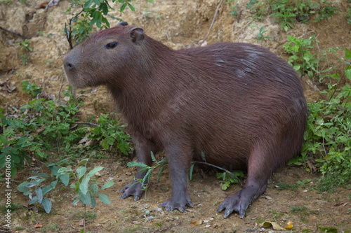 Side on closeup portrait of Capybara (Hydrochoerus hydrochaeris) sitting on riverbank with webbed feet, Bolivia.