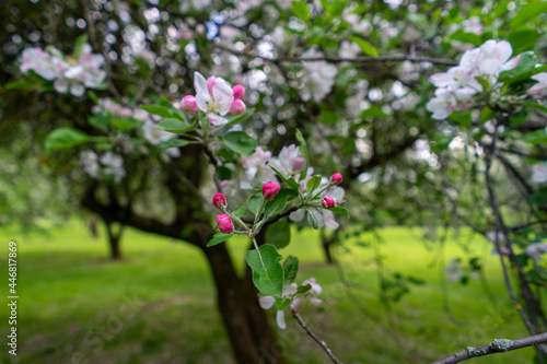 Fototapeta Naklejka Na Ścianę i Meble -  Blooming apple trees in the park of the Loshitsa estate in Minsk