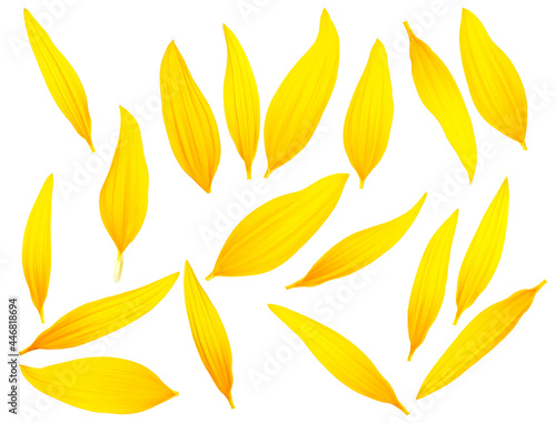 Set of different sunflower petals isolated on a white background, top view.