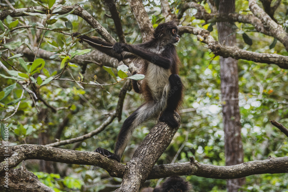 Naklejka premium Spider Monkey in tree in Belize 