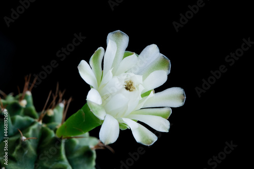 Fototapeta Naklejka Na Ścianę i Meble -  White flowers blooming on Gymnocalycium Mihanovichii cactus.