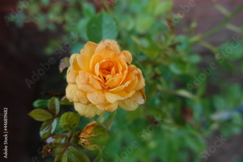yellow rose flower