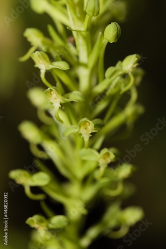 habenaria orchid