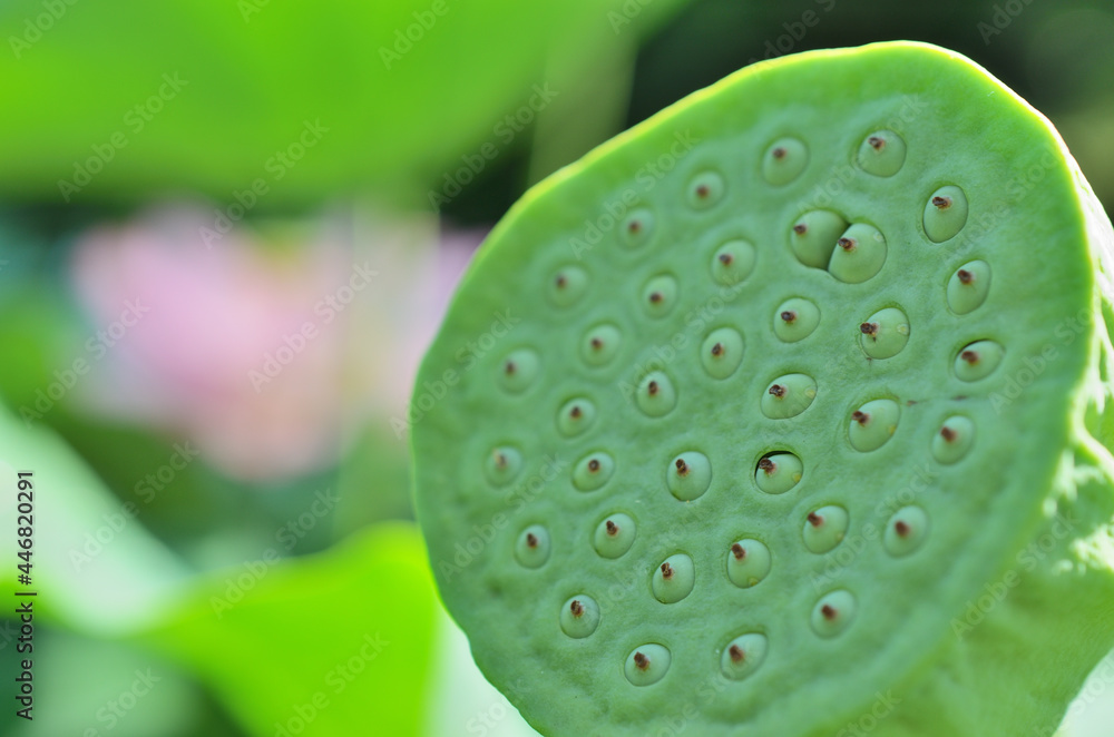 日本　東京都町田市にある薬師池公園の蓮