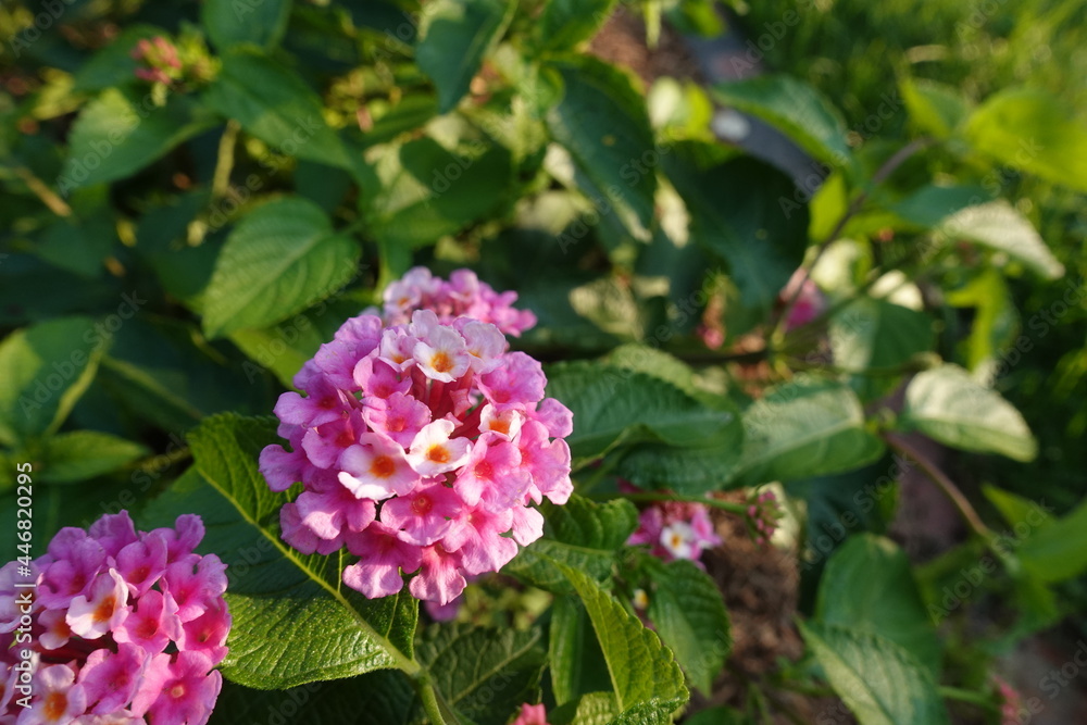 pink flowers in the garden