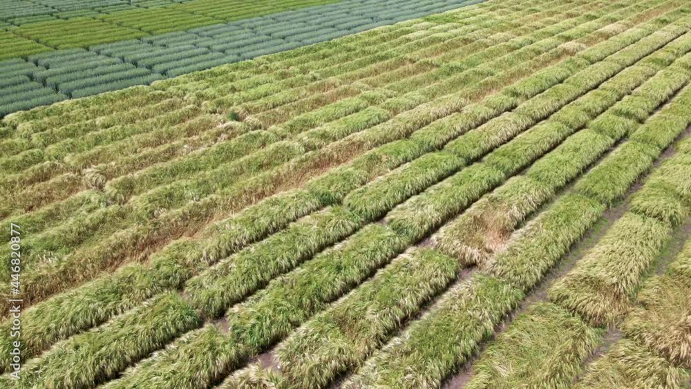 Aerial view of striped field with different green wheat. Young green grass on breeding station. Aerial view of striped field with different green wheat. Young green grass on breeding station.