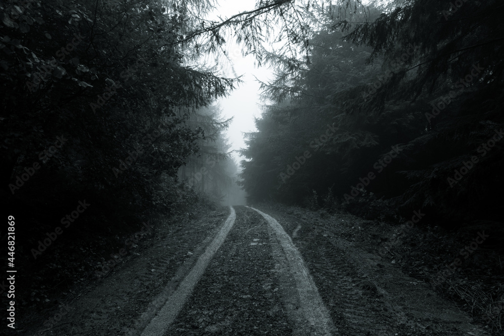 Into the dark spooky woods on a moody, misty winters day. Below Hay Bluff, Black Mountains. Wales.