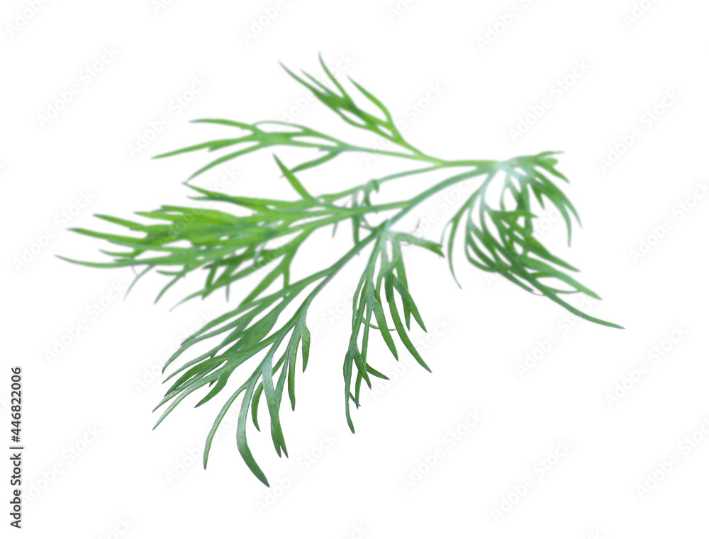 Sprig of fresh dill on white background