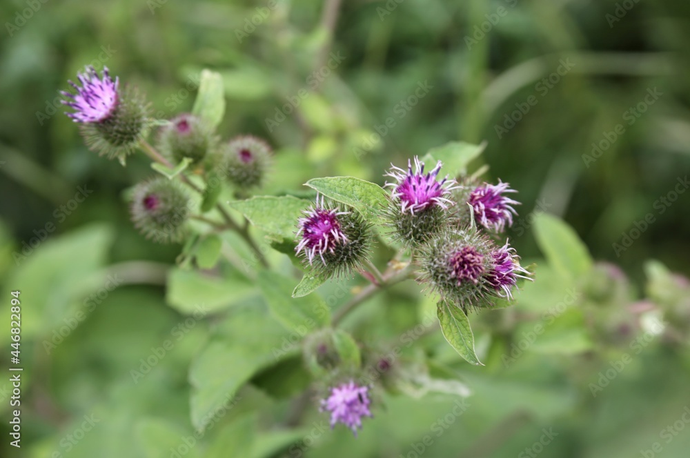 thistle thistle