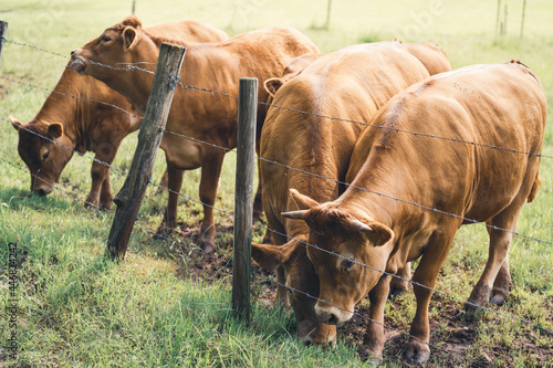 Five beautiful brown cows graze near the fence