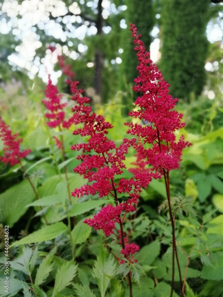 a delicate beautiful rare blooming red and pink fluffy Astilbe on a blurry background of a flower bed. Floral Wallpaper a delicate beautiful rare blooming red and pink fluffy Astilbe on a blurry background of a flower bed. Floral Wallpaper