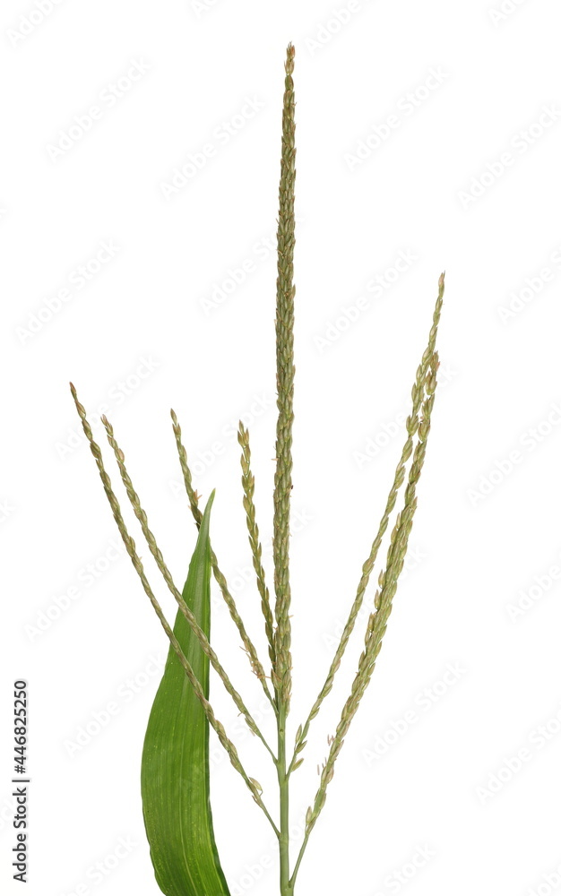 Corn anther and green leaf isolated on white background Corn anther and green leaf isolated on white background