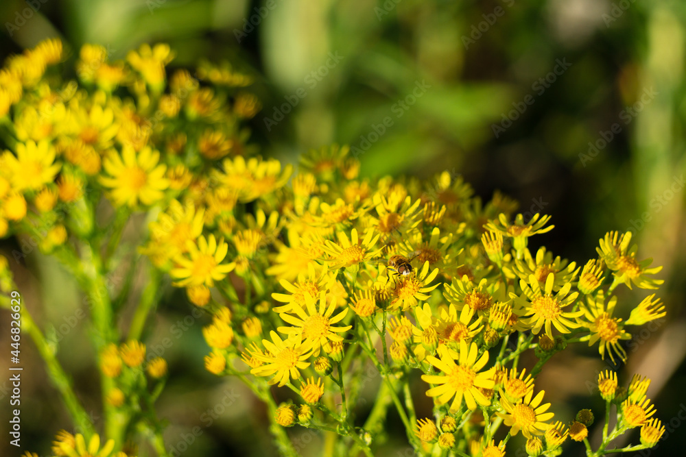 Jacobaea vulgaris close-up. Bright yellow flowers of tansy on a green background. Wildflowers. Jacobaea vulgaris close-up. Bright yellow flowers of tansy on a green background. Wildflowers.