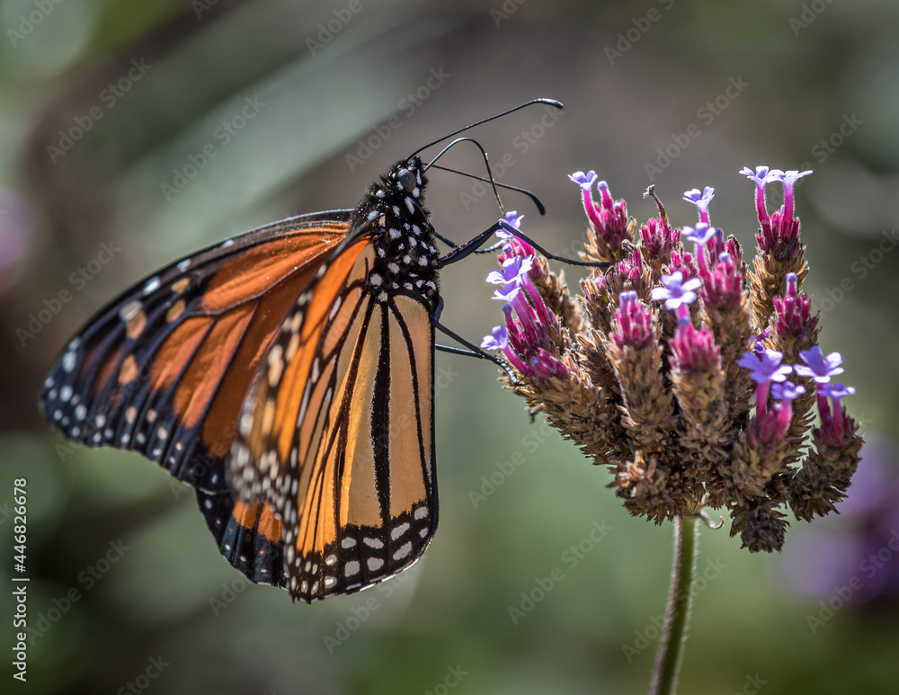 Fototapeta premium Butterfly