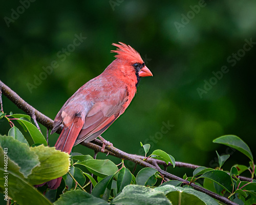 Northern cardinal © Steve