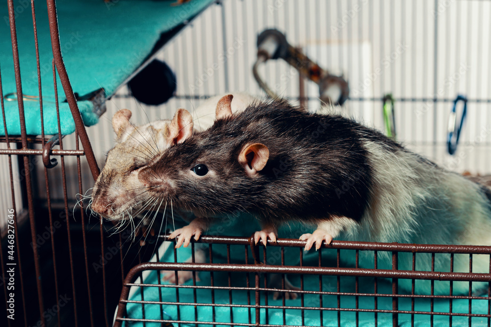 Obraz premium Patchwork Hairless Pet Rat