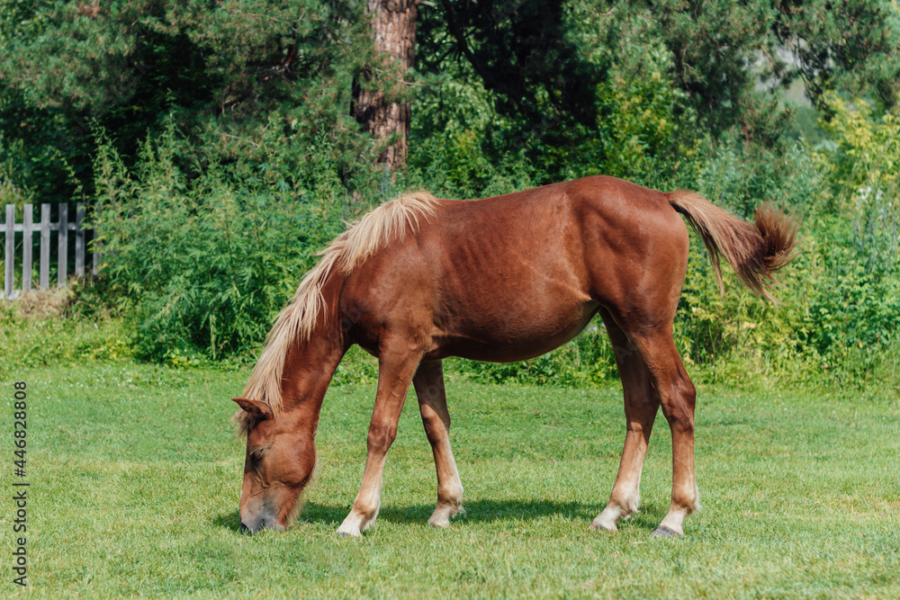 A red colt with a light mane grazes in a meadow eating green grass. A sunny summer day A red colt with a light mane grazes in a meadow eating green grass. A sunny summer day