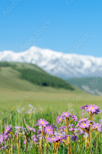 Close-up meadow purple flowers at altai mountains background.