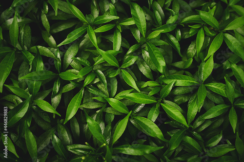 abstract green leaf texture, tropical leaf, nature background.