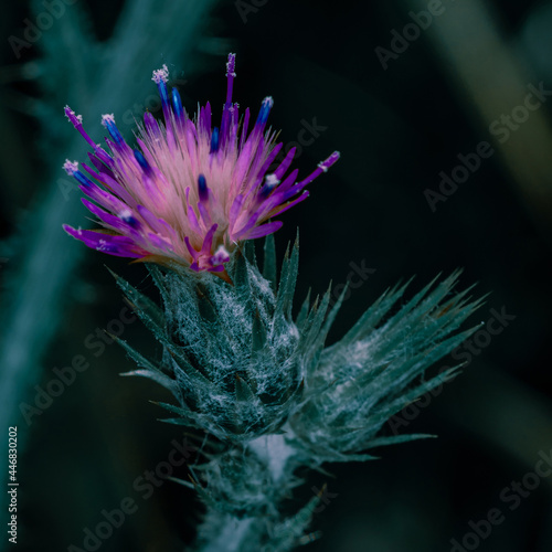 Beautiful close-up view of flowering Milk thistle. Silybum marianum fragment macro shot local focus. Vertical abstract texture with blurred dark background for design.