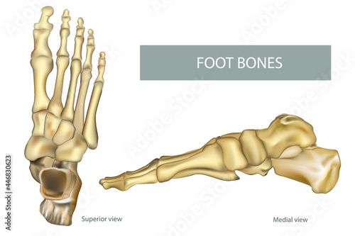 Anatomy Bones of the Feet. Orthotics for foot Superior view and Medial view. Diagram