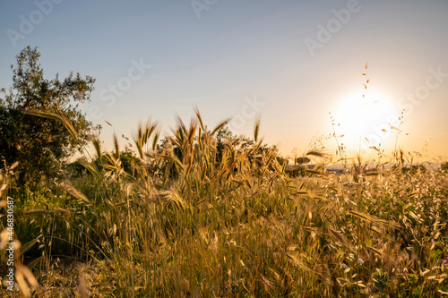 Beautiful sunset over a wheat field in the countryside on a hot summer day. The sun shone on the blades of grass making them golden. Frascati  Rome  Italy.
