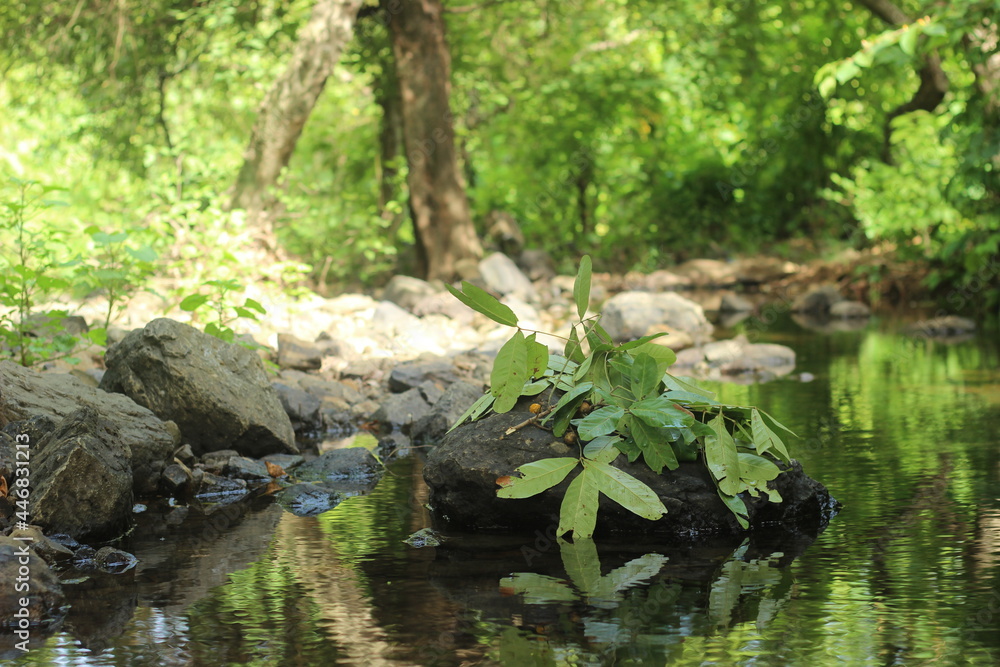 Lush green trees around small streams inside the forest Lush green trees around small streams inside the forest