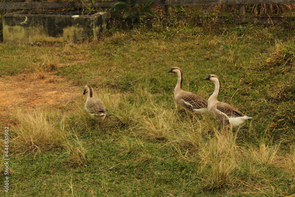 Family geese strolling across the lawn Family geese strolling across the lawn