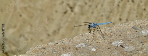 Male blue dragonfly 