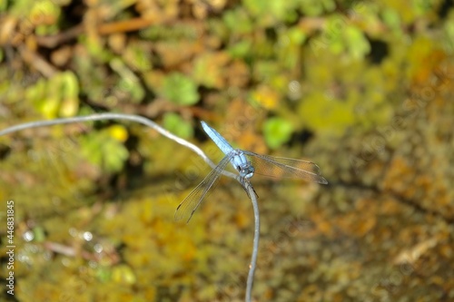 Male blue dragonfly 