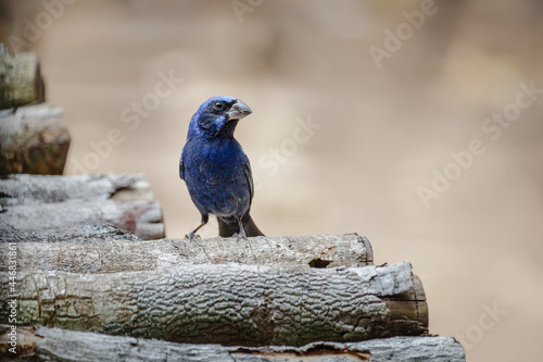 Blauer Vogel in Guatemala photo