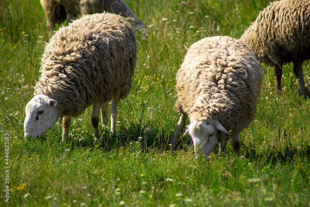 sheep in the field on a meadow on pasture, domestic agriculture animals, Livestock farming. Russia, Samara oblast sheep in the field on a meadow on pasture, domestic agriculture animals, Livestock farming. Russia, Samara oblast
