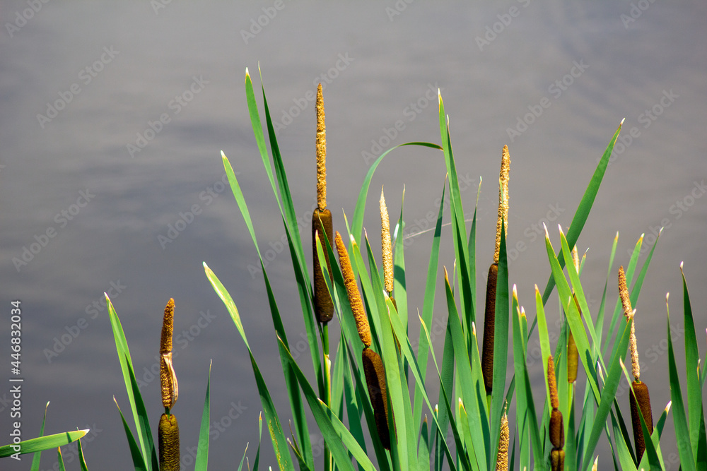Obraz premium reeds in the water