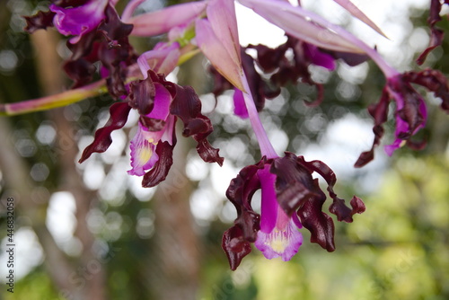 schomburgkia splendida orchid photo